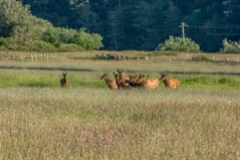 Elk herd seen on the road to the coast